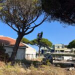 Abbattimenti A Campo Di Mare A Cerveteri, 58 Nuovi Alberi In Piazza Prima Rosa Per Sicurezza E Decoro