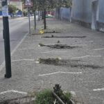 Ad Arzano Vandali Sradicano Due Volte Gli Alberi Davanti Alla Villa Comunale Dopo Raid Di Giugno