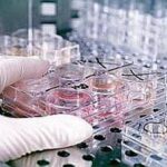 Adenomiosi E Fecondazione Assistita: Nuovo Protocollo Raddoppia Le Possibilità Di Gravidanza