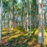 Gli Scienziati Hanno Scoperto Che Un Albero (Molto Comune) Nel Mondo Estrae L’Oro Dal Terreno E Lo Trasporta Nelle Sue Foglie: Addio Trivellazioni Invasive