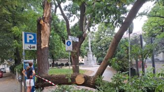 Albero Cade Sulla Pedociclabil