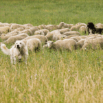 Allerta Blue Tongue In Abruzzo: Rischio Grave Per Allevamenti Ovini E Prodotti Tipici A L’aquila E Teramo