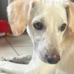 Associazione Amici Del Cane Di Latina Cerca Casa Per Cucciolo Di 6 Mesi Già Vaccinato E Chip