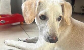 Associazione Amici Del Cane Di