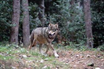 Attacco Dei Lupi A Magliano Po
