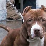 Bambina Di Due Anni Azzannata Dal Pitbull Del Nonno Nella Selva Di Fasano, Ferita Grave Alla Testa