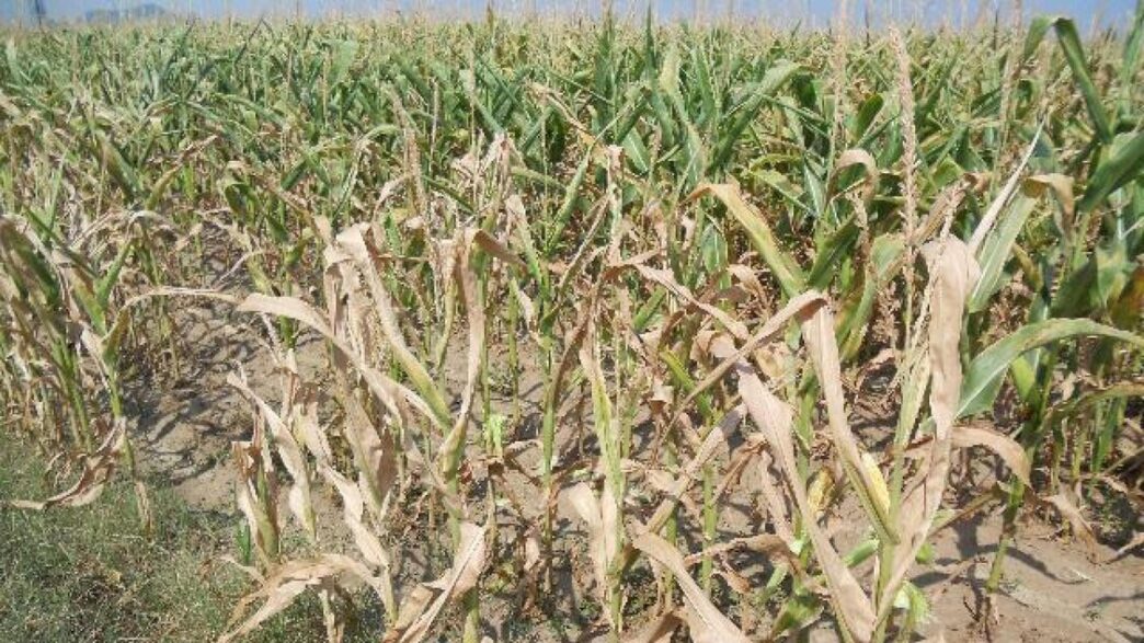 Caldo E Siccitc3A0 Cambiano L27Agr