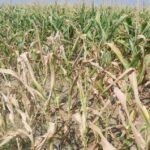 Caldo E Siccità Cambiano L’Agricoltura Italiana: Grano E Mais A Rischio, Ricerca Punta Su Varietà Resistenti