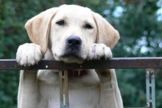 Cane Labrador Trovato Con Usti