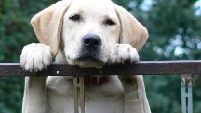 Cane Labrador Trovato Con Usti
