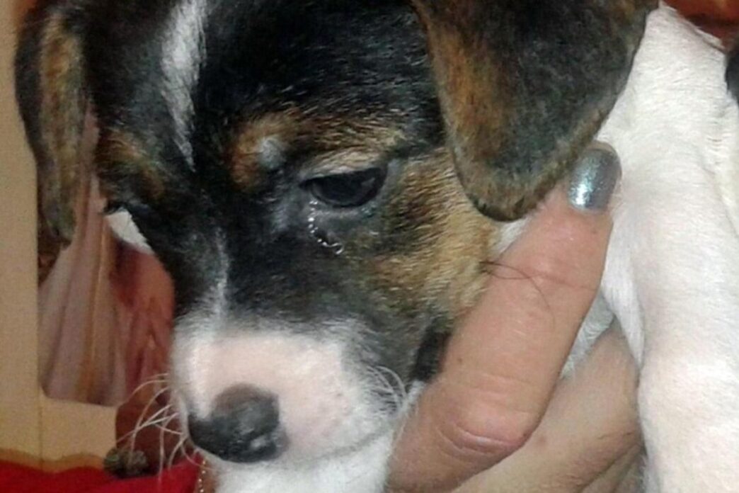 Cane Trovato Legato Senza Cibo