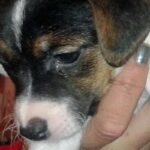Cane Trovato Legato Senza Cibo Né Acqua In Un Edificio Occupato A Castel Volturno, Denunciato Il Presunto Proprietario