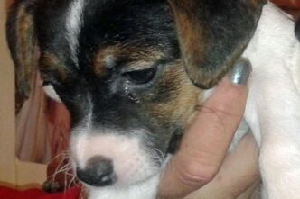 Cane Trovato Legato Senza Cibo
