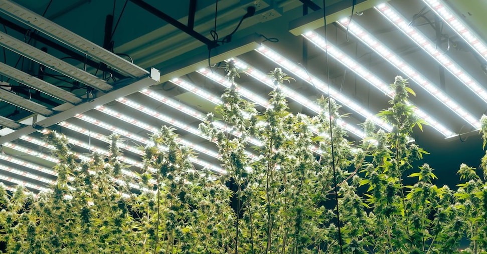 Cannabis Light2C Decreto Sicure