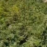 Carabinieri Di Cosenza Smantellano Piantagione Di Marijuana Con 5 Arresti A Mongrassano