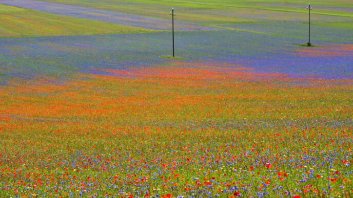 Color Walk In Italia3A Sei Itin