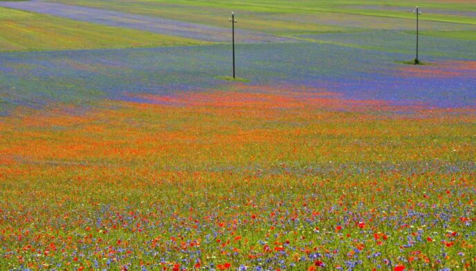 Color Walk In Italia3A Sei Itin