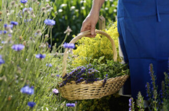 Come Il Foraging Sta Cambiando