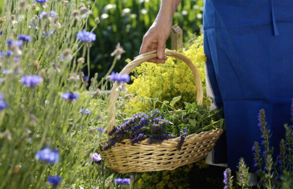 Come Il Foraging Sta Cambiando