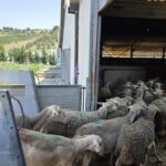 Controllo Della Polizia Stradale Nelle Marche: Sanzionato Camion Spagnolo Per Maltrattamento Di 203 Ovini