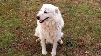 Corpo Di Un Cane Trovato Tra R