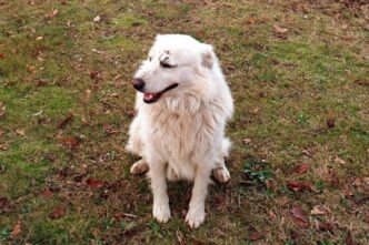 Corpo Di Un Cane Trovato Tra R