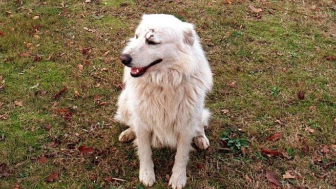 Corpo Di Un Cane Trovato Tra R