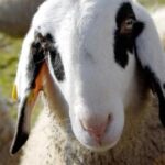 Corso Gratuito Online Per Agricoltori E Allevatori Custodi Sulla Biodiversità Agricola In Trentino