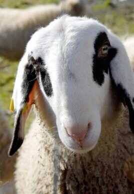 Corso Gratuito Online Per Agri