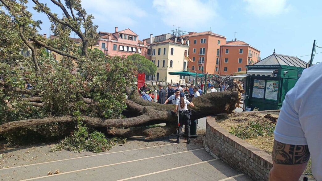 Crollo Albero A Piazzale Roma