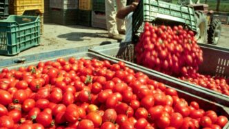 Divieto Di Lavoro Agricolo Nel