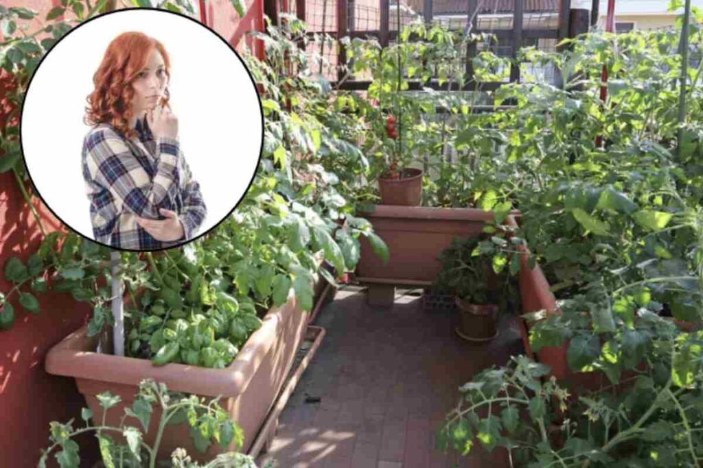 Il caldo estremo può compromettere la salute delle piante, specialmente quelle coltivate in contenitori, dove il terreno tende ad asciugarsi più rapidamente.