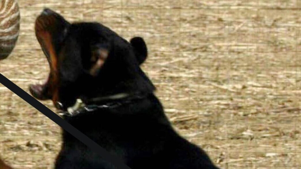 Donna Aggredita Da Sette Cani