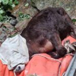 Drammatico Salvataggio Di Due Bovini Precipitati In Un Torrente Nel Verbano-Cusio-Ossola