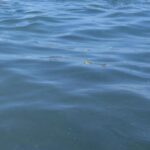 Due Morti In Mare Sul Litorale Di Fano, Tragedie A Distanza Di Poche Ore E Spiagge Diverse