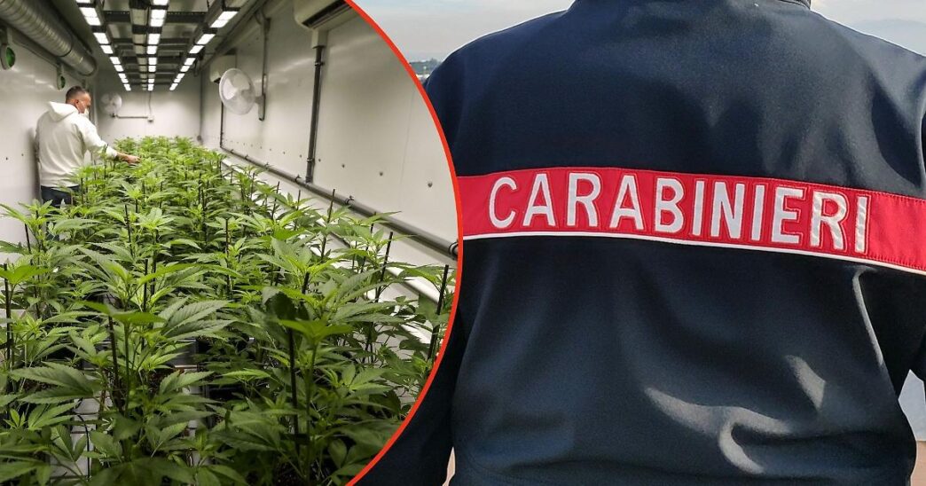 Due Piantagioni Di Marijuana S