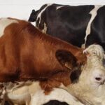 Economia Circolare E Risparmio Idrico In Agricoltura: Il Riciclo Degli Scarti Del Biogas Per Concimi E Irrigazione
