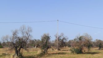 Esito Negativo Per Xylella A M