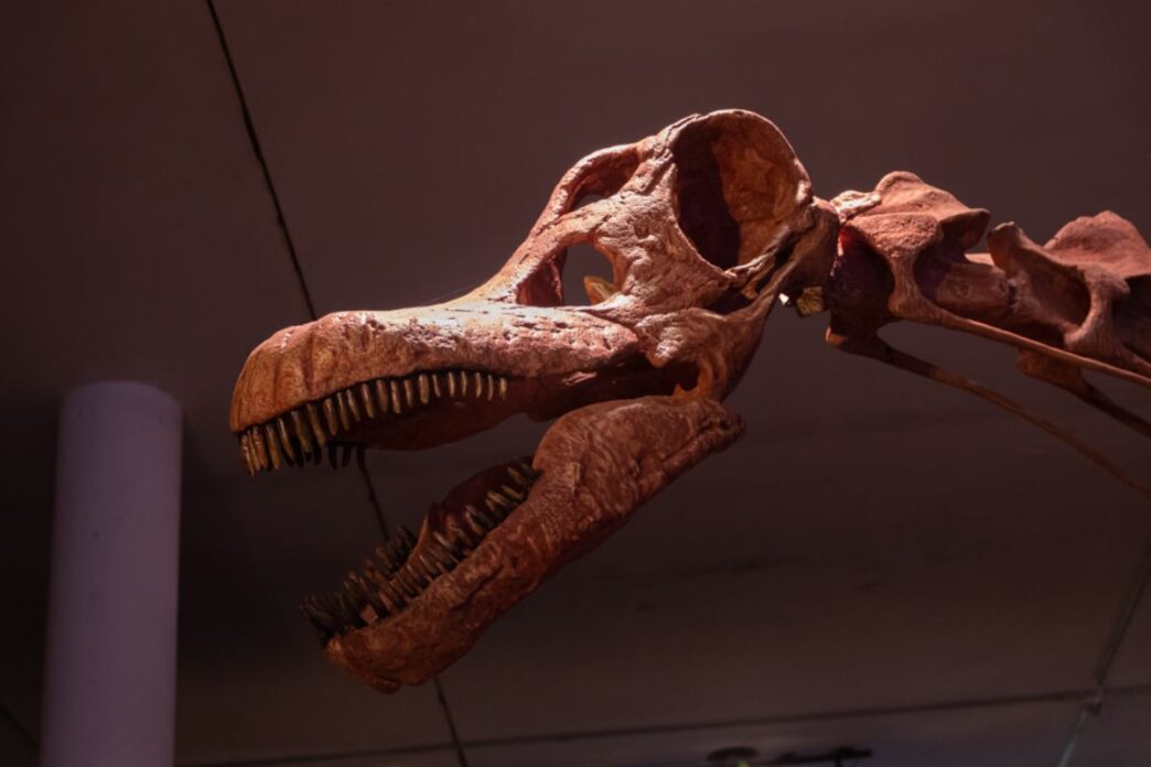 Fossile Di Dinosauro