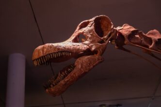 Fossile Di Dinosauro