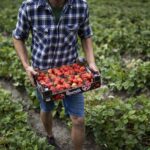 Fragole Val Venosta: Tra I Prati Alpini Nasce Un Frutto Dal Sapore Inconfondibile E Dolce