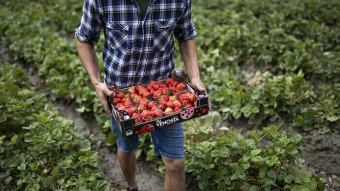 Fragole Val Venosta3A Tra I Pra