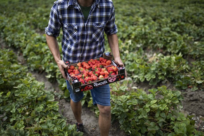 Fragole Val Venosta3A Tra I Pra