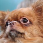 Furto D’auto A Verona Con Chihuahua A Bordo: Ritrovata La Vettura E Il Cane Ferito
