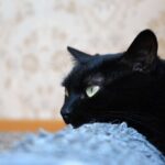 Gatto Carbonizzato Trovato A Paternò, In Provincia Di Catania: Sospetti Di Gesto Doloso E Allarme Tra I Cittadini