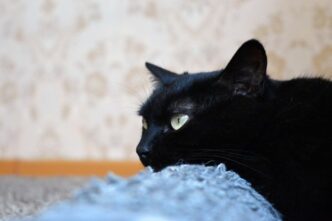 Gatto Carbonizzato Trovato A P