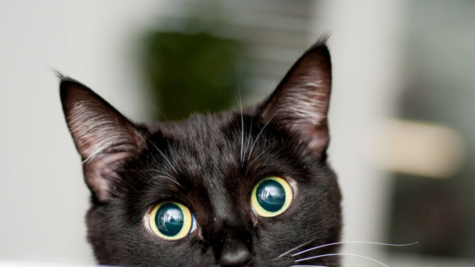 Gatto Di Ascea Rimane Incastra