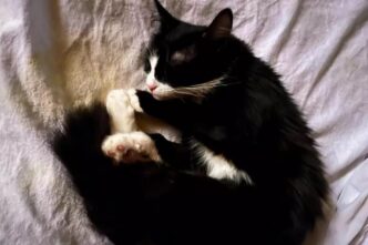 Gatto Muore A Trapani Dopo Ess
