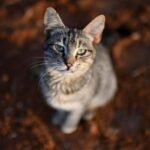 Gatto Rinchiuso Senza Acqua Né Cibo Lasciato A Rischio In Condominio Di Goro, Ferrara