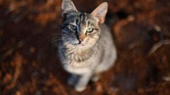 Gatto Rinchiuso Senza Acqua Nc3A9